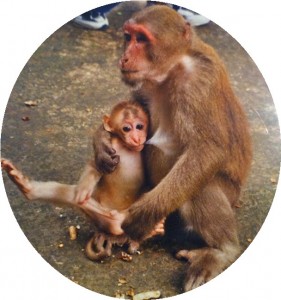 monkeys mom and baby