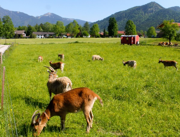 tegernsee ecobike tour goats