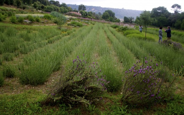 aroma park montseny