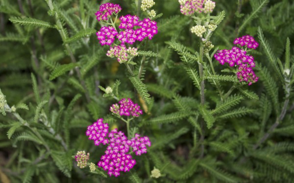 aroma park pink flower