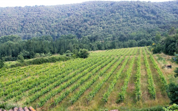 celler serrat de montsoriu