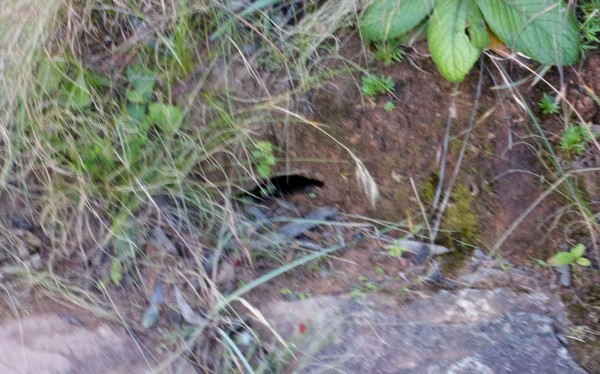 Cobra hole in South African wildlife, South Africa