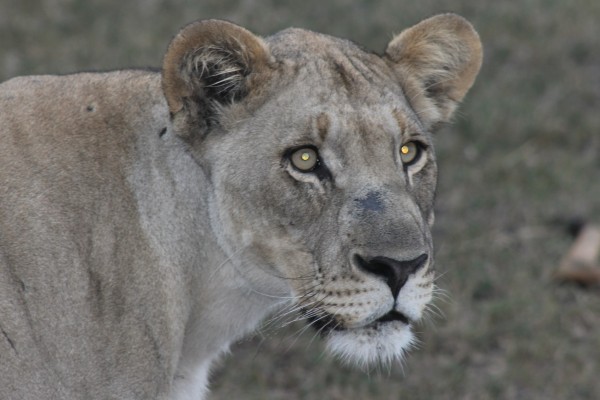 Watching a lioness hunt was a higlight of my African adventure in South Africa Watching a lioness hunt was a higlight of my African adventure in South Africa