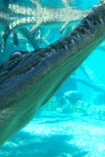 Crocosaurus cove, croc as seen from underwater