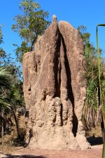 Catherdral Termite Mound at Litchfield National Park in the Northern Territory, Australia