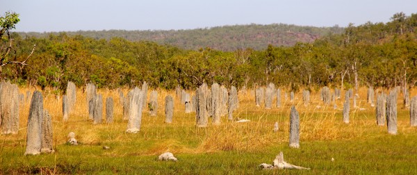 Magnetic Termite Mounds in Litchfield National Park
