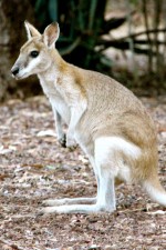 Wallaby near Nitmiluk National Park, Northern Territory, Australia