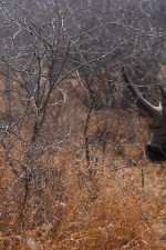 rhino mother and baby in Hlane Royal Park, Swaziland
