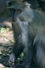 Samango monkey in iSimangaliso Wetland Park