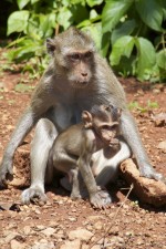 macaque monkey in Thailand