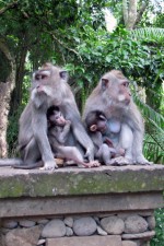 Mothers and babies in Ubud Monkey Forest, Bali