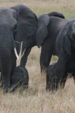 Mother and baby elephants at Tembe Elephant Park in South Africa