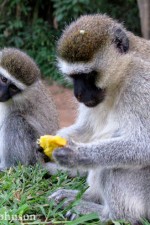 Vervet monkeys in South Africa