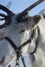 Rudolph, one of the reindeer at a reindeer farm near Iso-Syöte, Finland