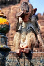 soaked_monkey_lopburi
