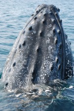 hump back whale seen while whale watching in St. Lucia, South Africa