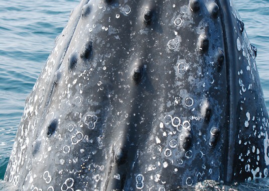 hump back whale seen while whale watching in St. Lucia, South Africa