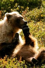 Alaskan brown bears playing