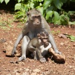 Monkey Mania: Macaques in Thailand