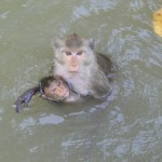 Crab Eating, Long-tailed Macaques in the Gulf of Thailand