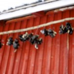 Finnish Cooking Methods: According to an Eccentric Reindeer Farmer