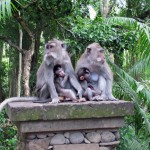Taming a Fear of Bali’s Sacred Monkeys