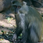 Observing Endangered Samango Monkeys in iSimangaliso Wetland Park