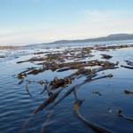 Fun with Kelp