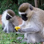 Monkey Mania: Cheeky Vervet Monkeys in Uganda