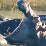 My Wild South African and Swaziland Adventures