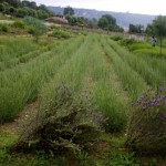A Sensory Visit to an Aroma Park in Montseny, Spain