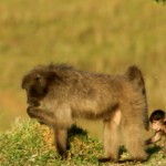 Baboon Mother and Baby