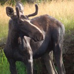 Wild Adventures in Banff National Park, Canada