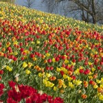Mainau: Blumen Insel (Flower Island)