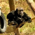 My Chimpanzee Love Affair in Girona, Spain