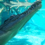 Crocosaurus Cove: Swim with Crocs