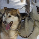 5 lustige Fakten über Finnland