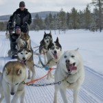 Finding Peace while Dog Sledding in Iso Syote, Finland