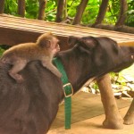 Surrogate Dog Mother to Baby Monkey