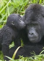 gorillas