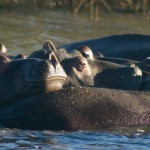 Up Close with Hippos in iSimangaliso Wetland Park, South Africa