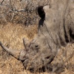 My Perfect Day in Hlane Royal Park, Swaziland