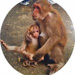 Cute Monkey Pictures