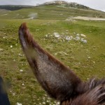 Monti Sibillini National Park in Umbria: As Seen from the Back of a Donkey