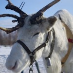 Meeting Rudolph at a Reindeer Farm in Finland