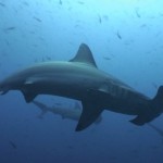 Saving Sharks through Shark Tourism