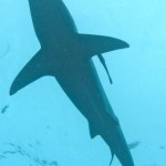 It’s a Plane…No Wait, It’s an Oceanic Shark