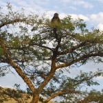 Zulu Language: The Coolest Sounding Language I’ve Ever Heard