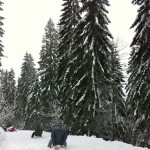 Sledding on Germany’s Longest Toboggan Run