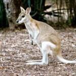Wallabies in Nitmiluk National Park